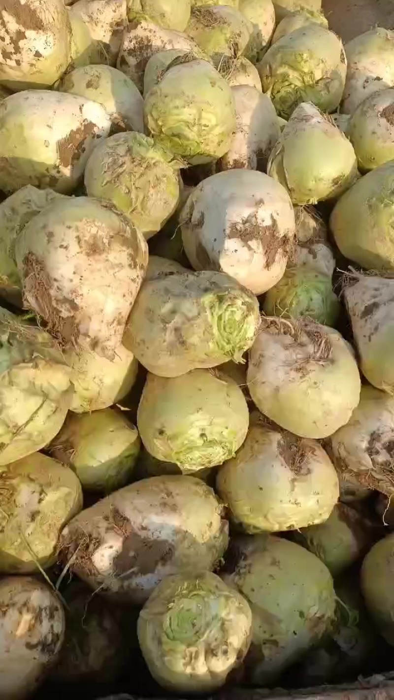 芥菜头大量上市有需要联系我哦！