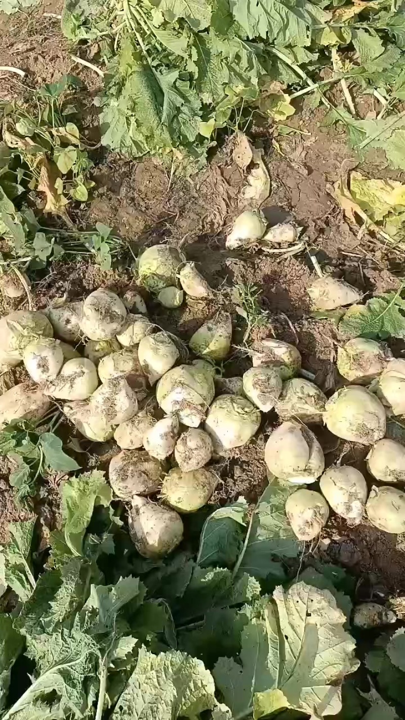 芥菜头大量上市有需要联系我哦！