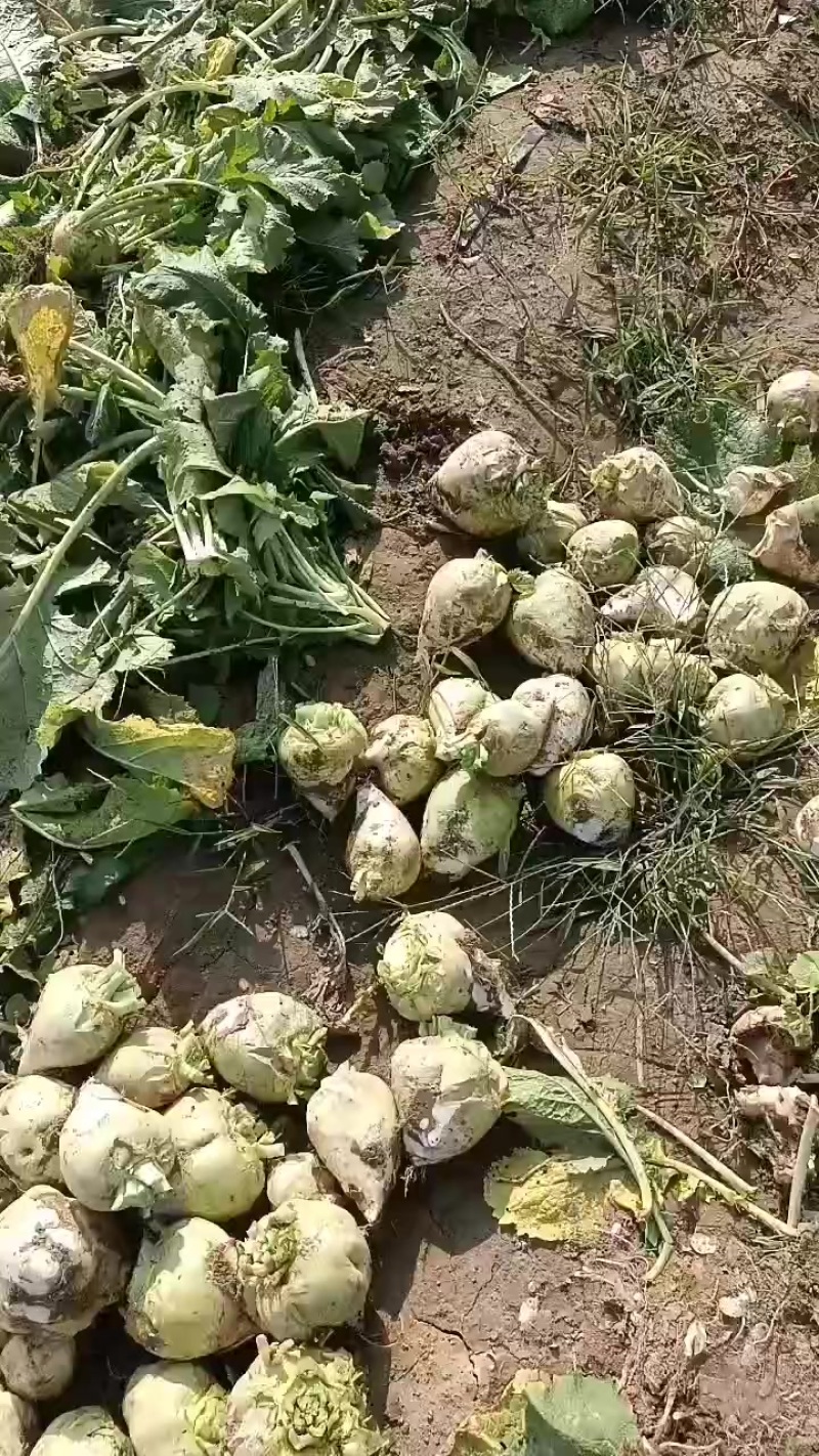 芥菜头大量上市有需要联系我哦！