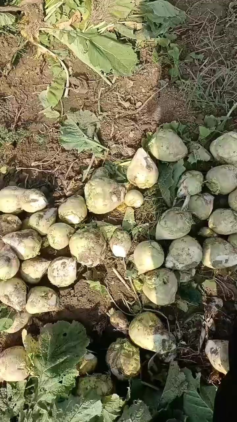 芥菜头大量上市有需要联系我哦！