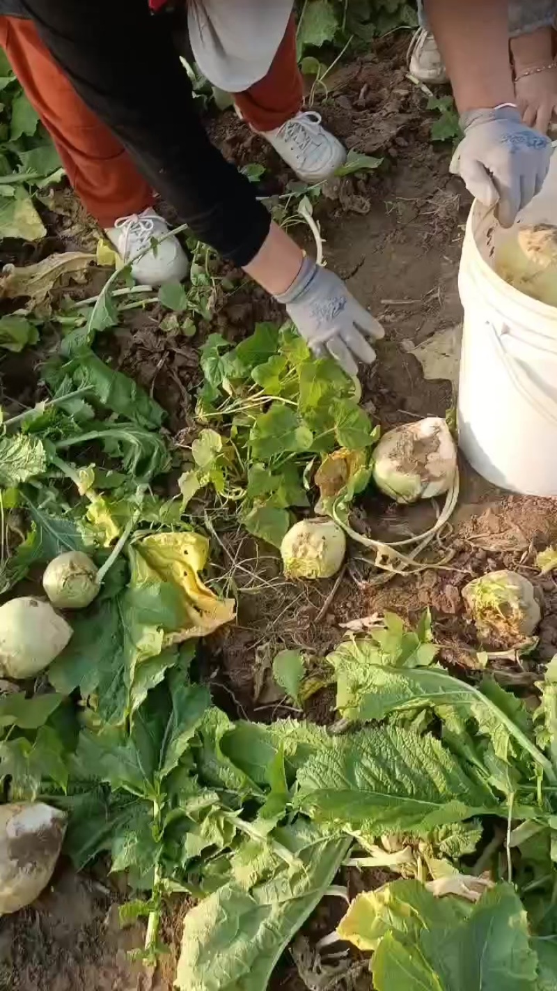 芥菜头大量上市有需要联系我哦！