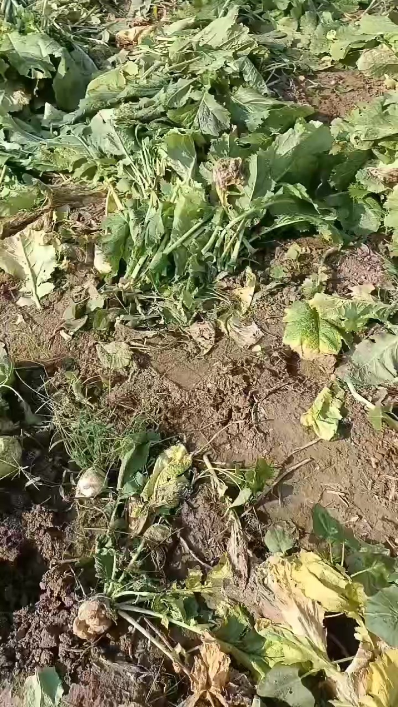 芥菜头大量上市有需要联系我哦！