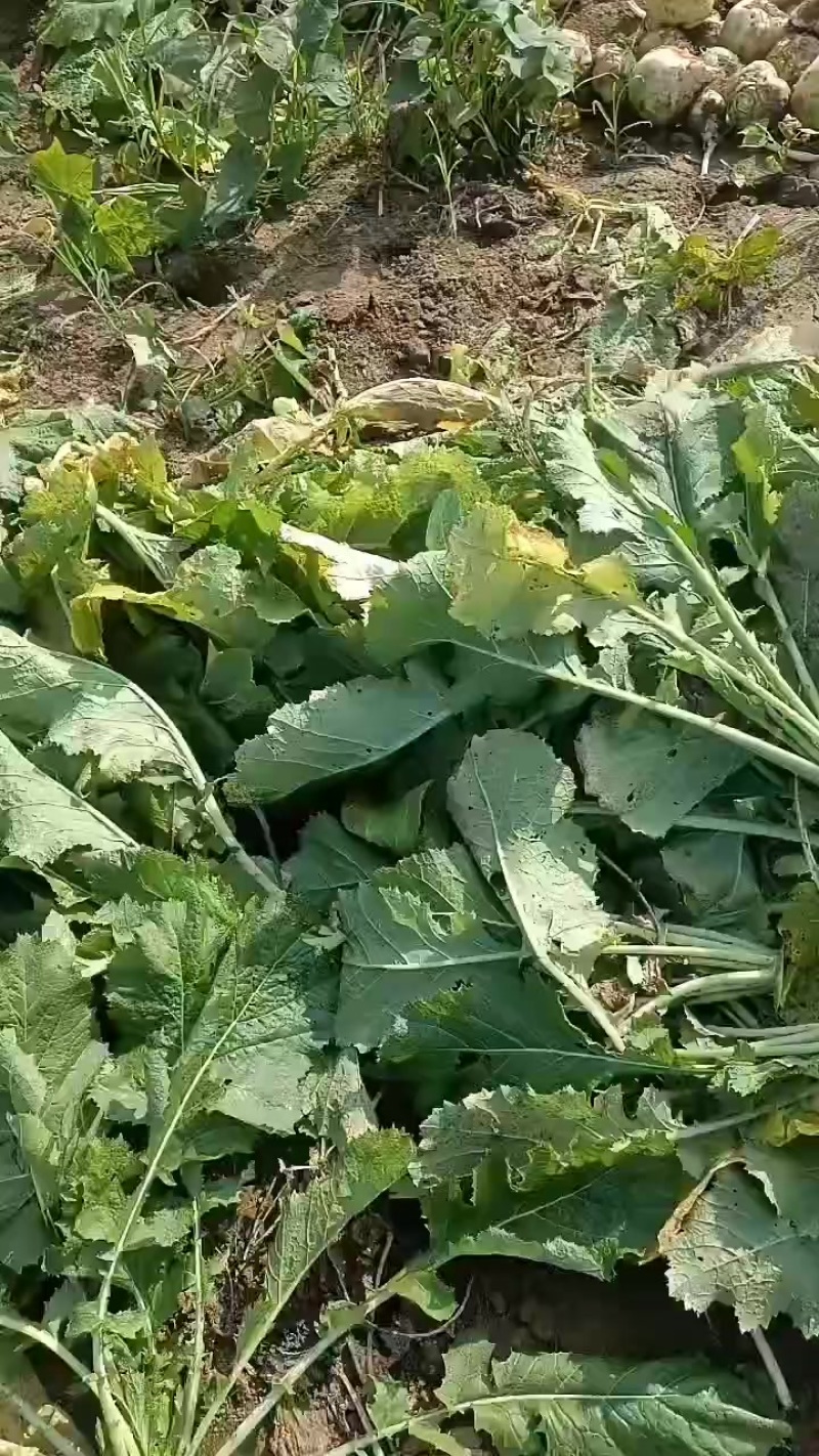 芥菜头大量上市有需要联系我哦！