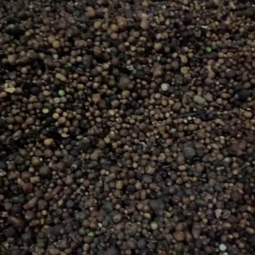 夏天无种子，最后一批货，批发价