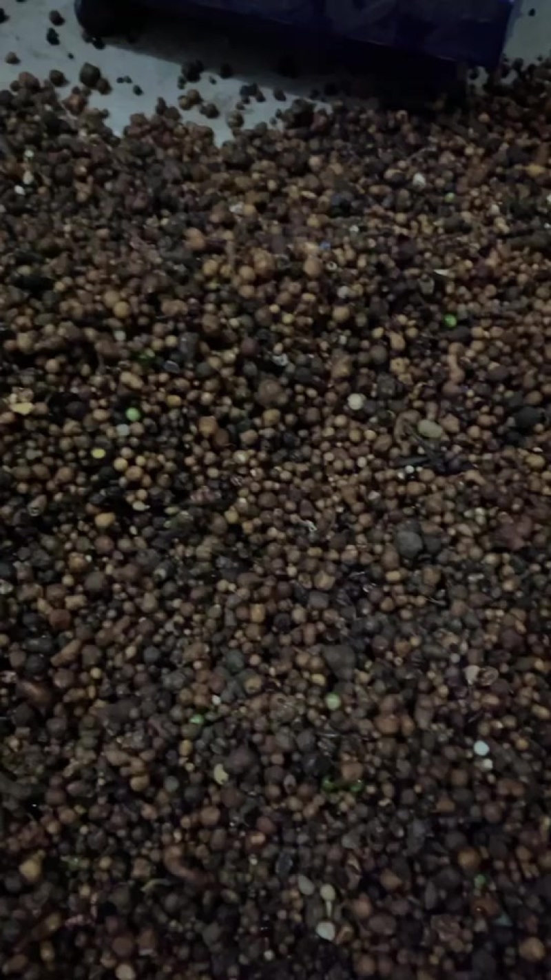夏天无种子，最后一批货，批发价