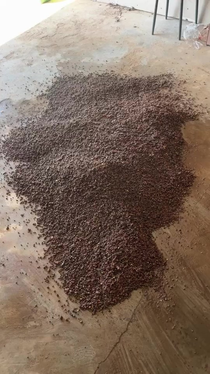 夏天无种子，最后一批货，批发价