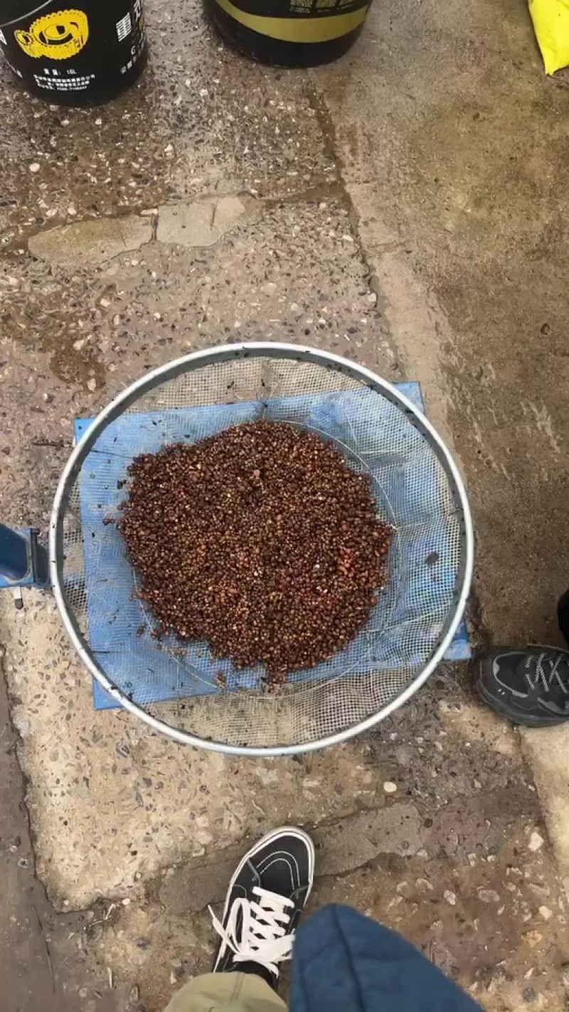 夏天无种子，最后一批货，批发价