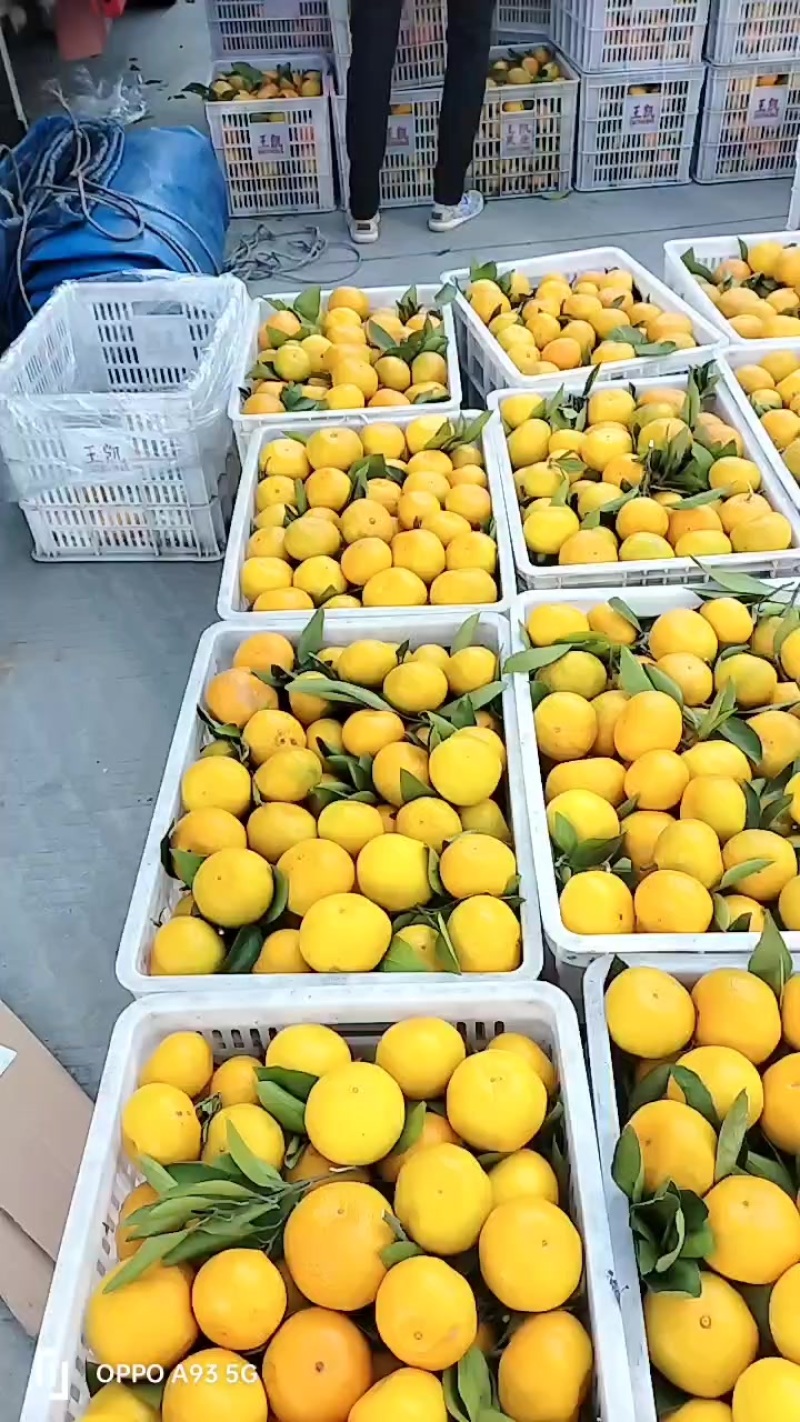诚信经营