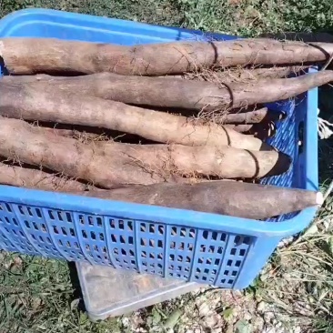 本人种有百亩黑鬼山药，产地直发，不经过中间商，价钱美丽
