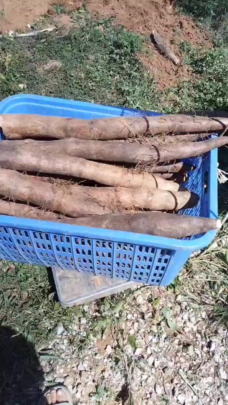 本人种有百亩黑鬼山药，产地直发，不经过中间商，价钱美丽