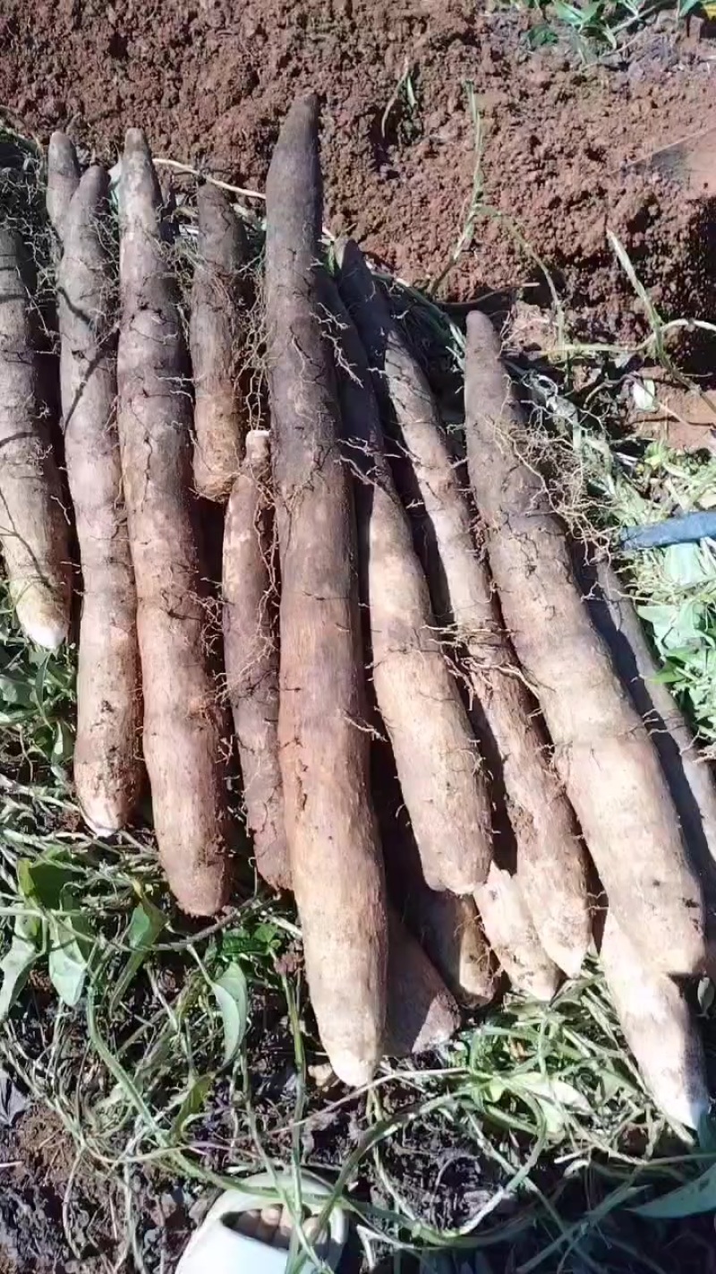 本人种有百亩黑鬼山药，产地直发，不经过中间商，价钱美丽