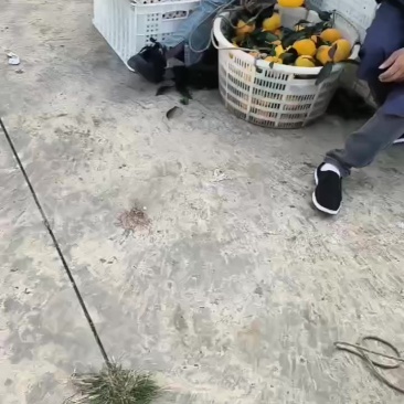 爱媛果冻橙大量销售了