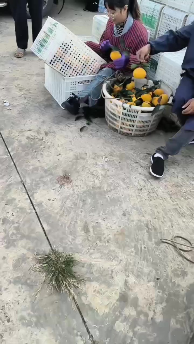爱媛果冻橙大量销售了