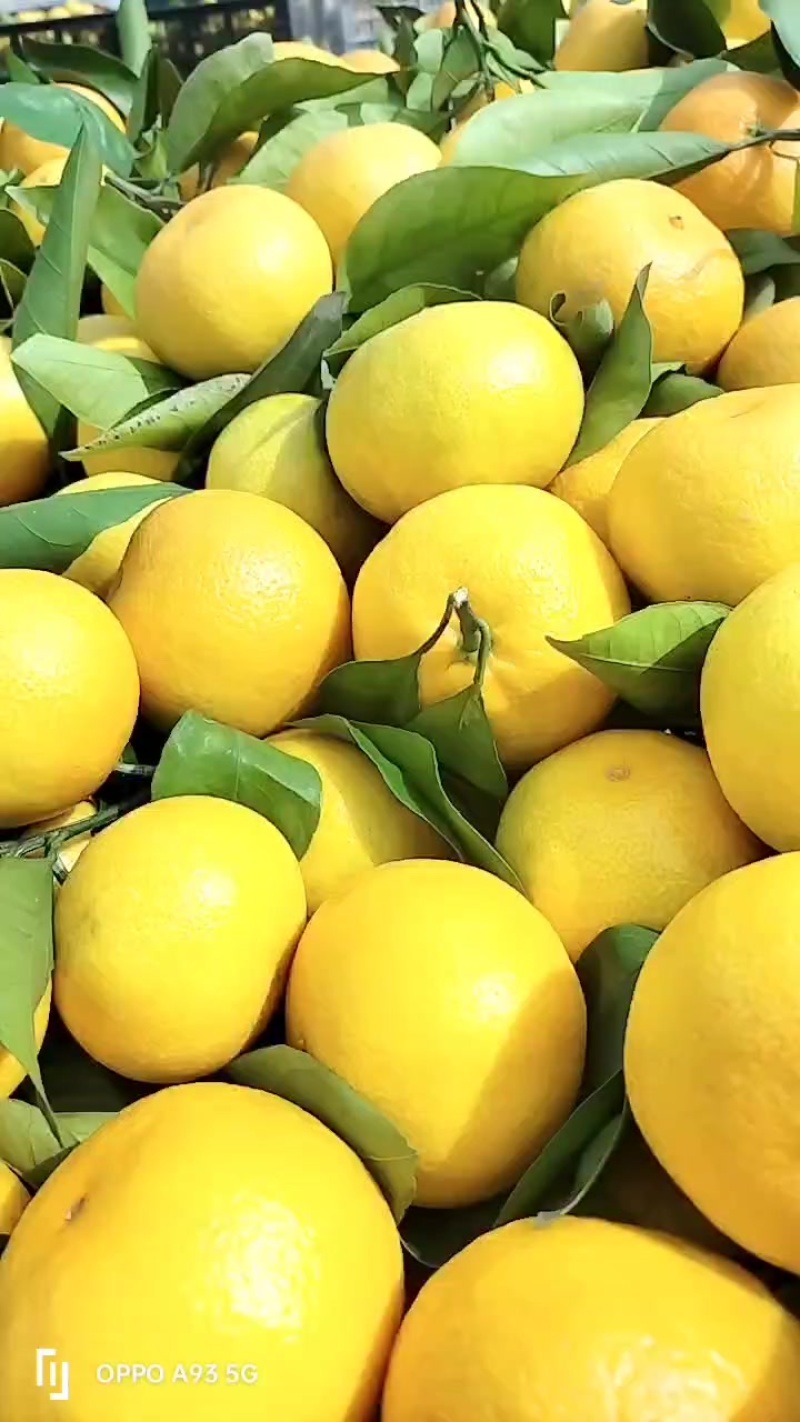 高山蜜桔