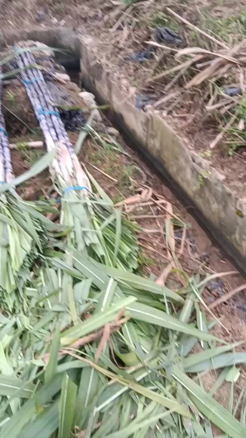 广西甘蔗
