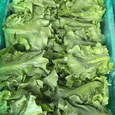 新鲜意大利生菜，内黄县产地直供，品质保证，快来选购！