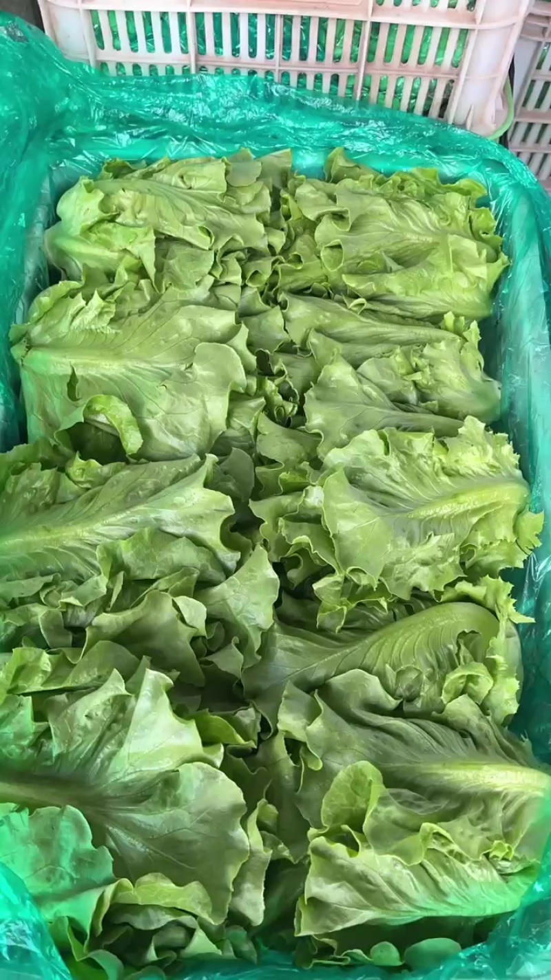 新鲜意大利生菜，内黄县产地直供，品质保证，快来选购！
