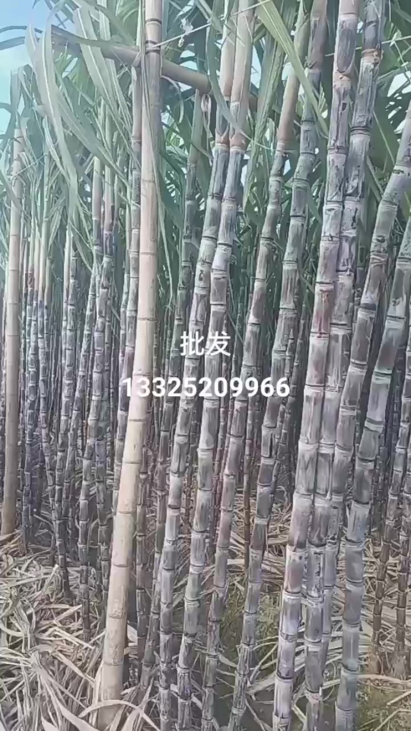 广西甘蔗