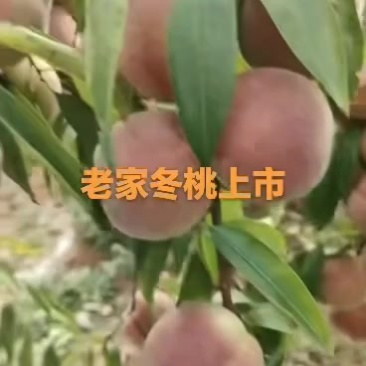 冬桃