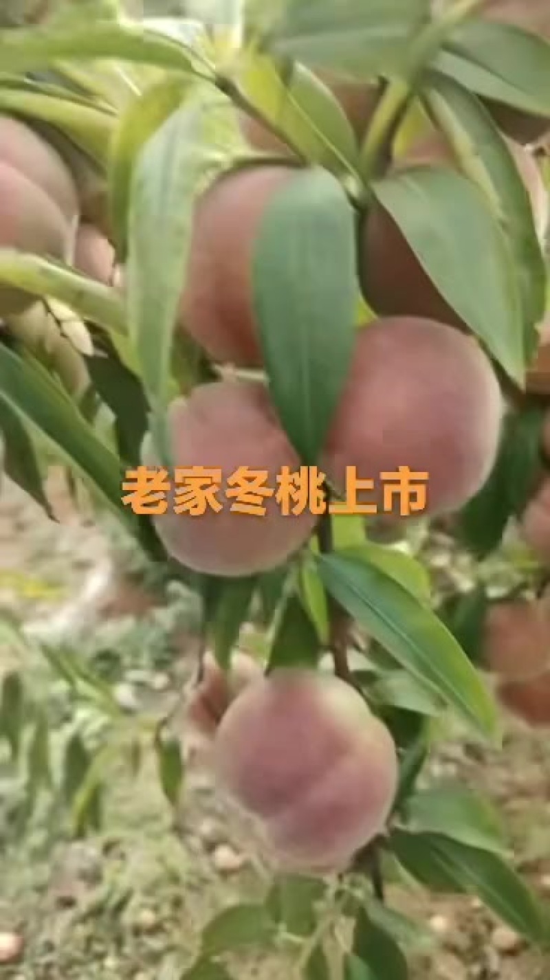 冬桃