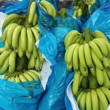 精品一级货地蕉