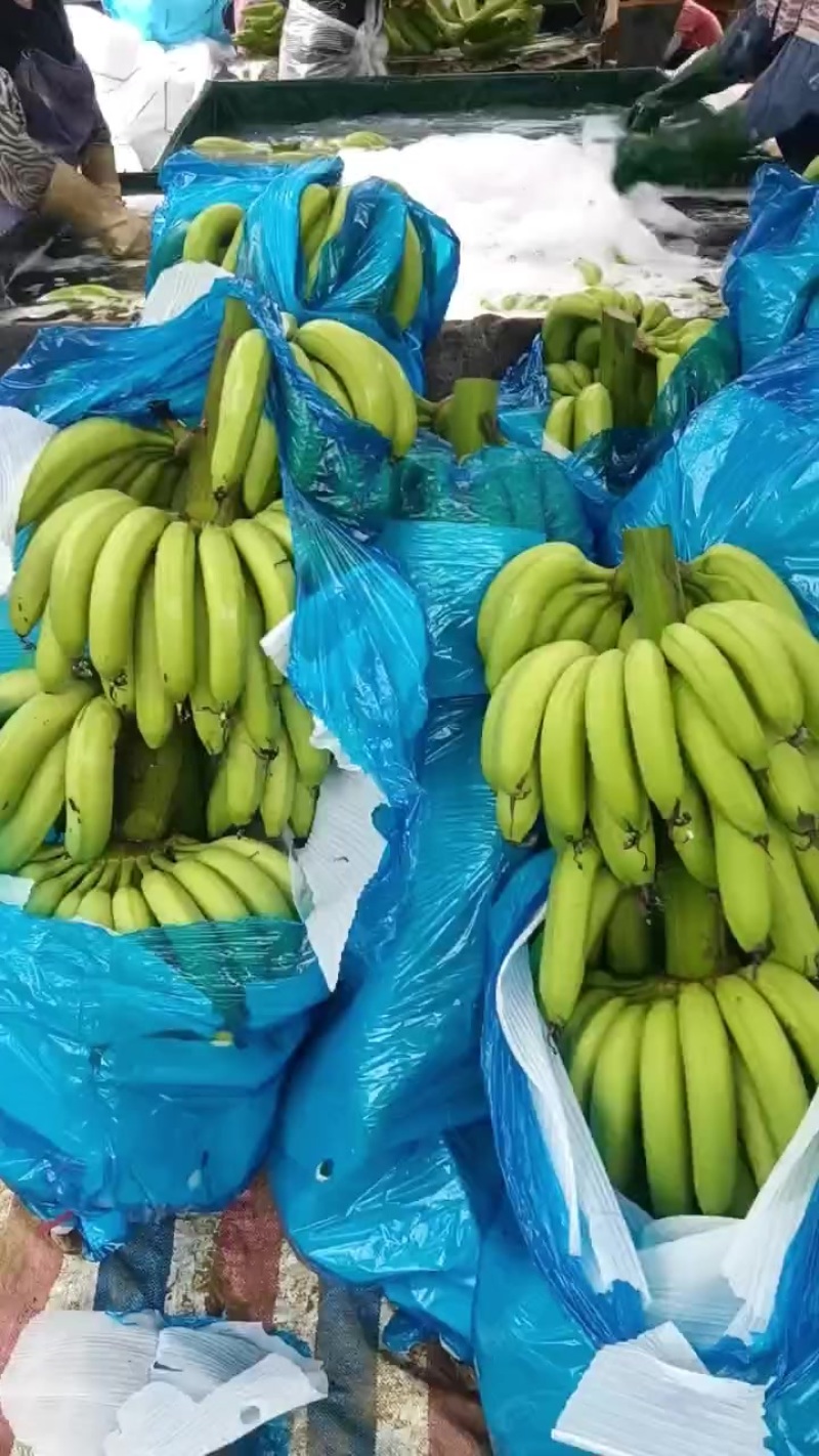 精品一级货地蕉