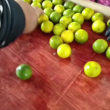 精品冰糖橙，电商商标代发