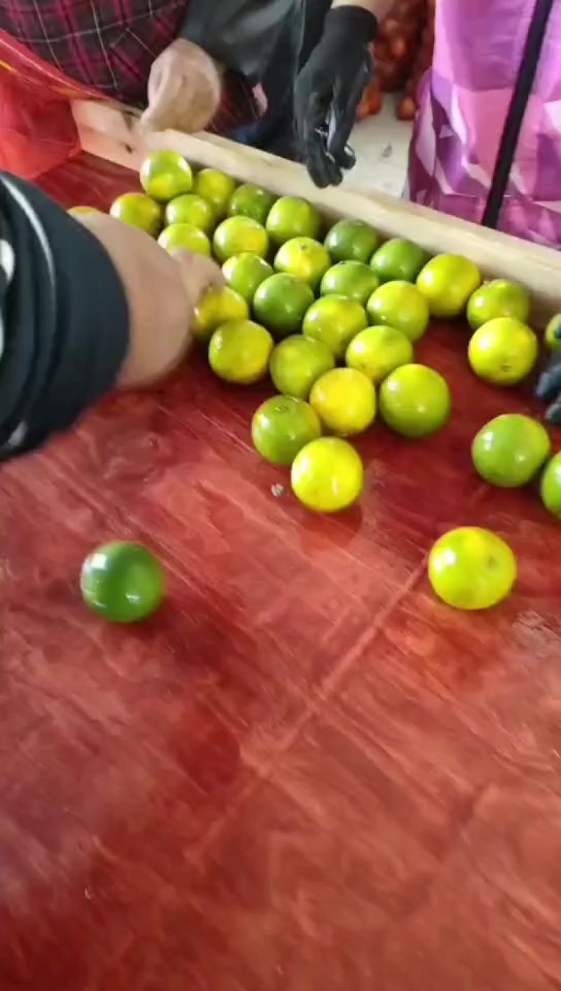 精品冰糖橙，电商商标代发
