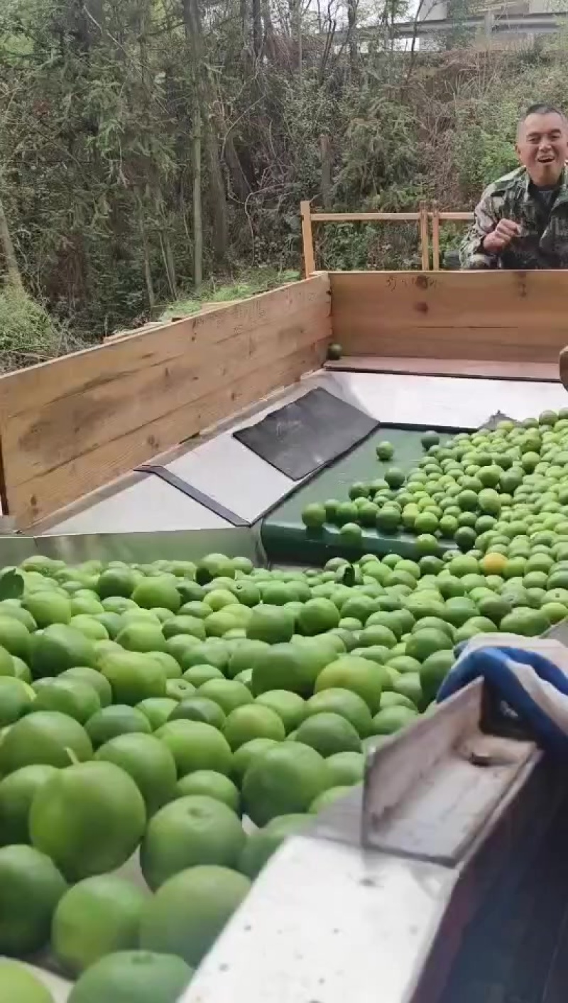 过机分拣清洗