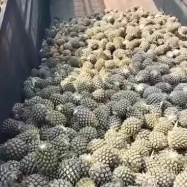 正宗广东湛江，香水菠萝，加工菠萝，品质很不错！