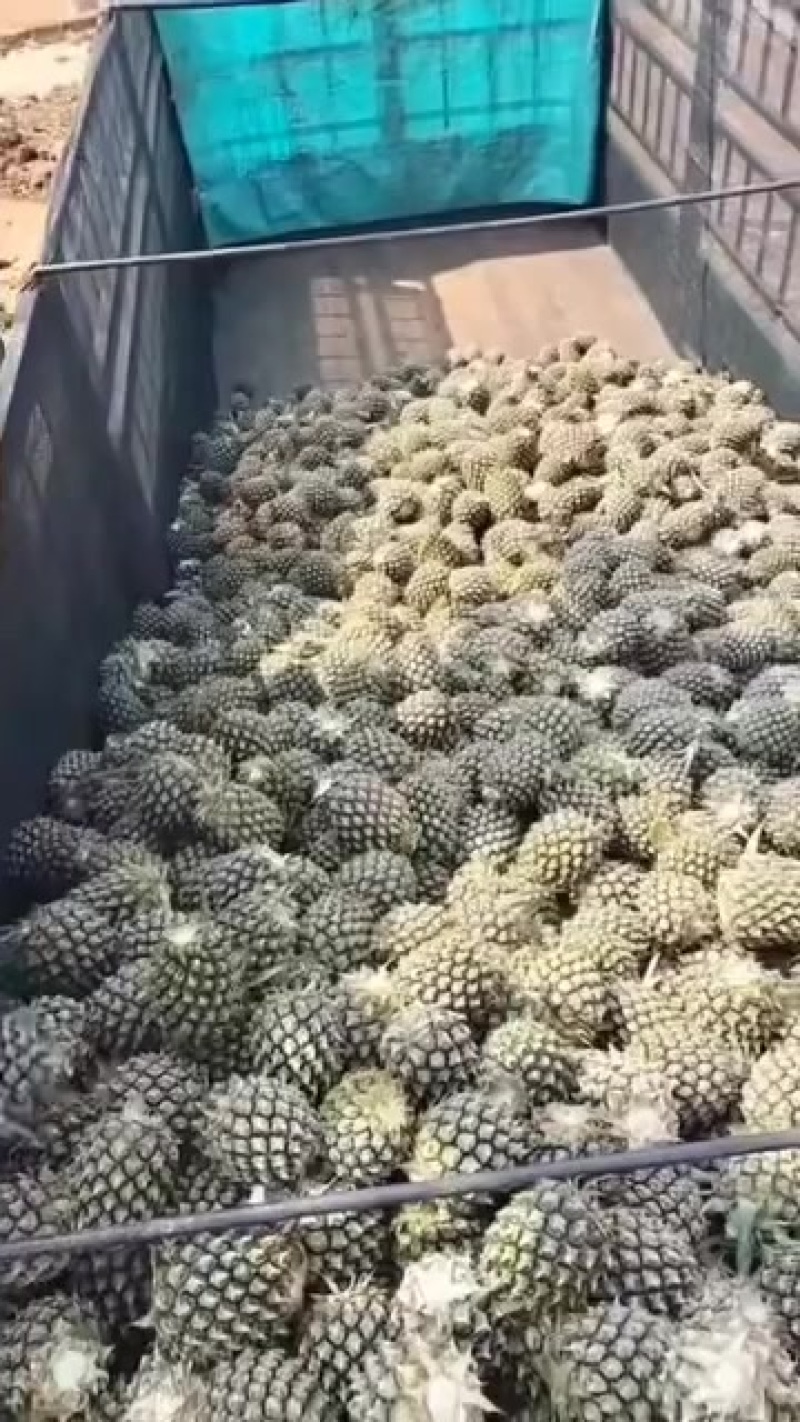 正宗广东湛江，香水菠萝，加工菠萝，品质很不错！