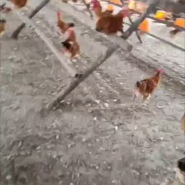 170天小公鸡