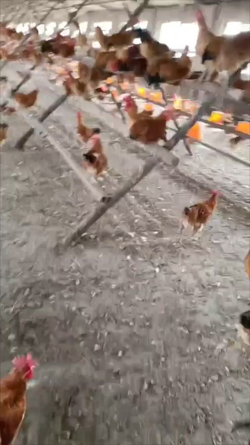 170天小公鸡