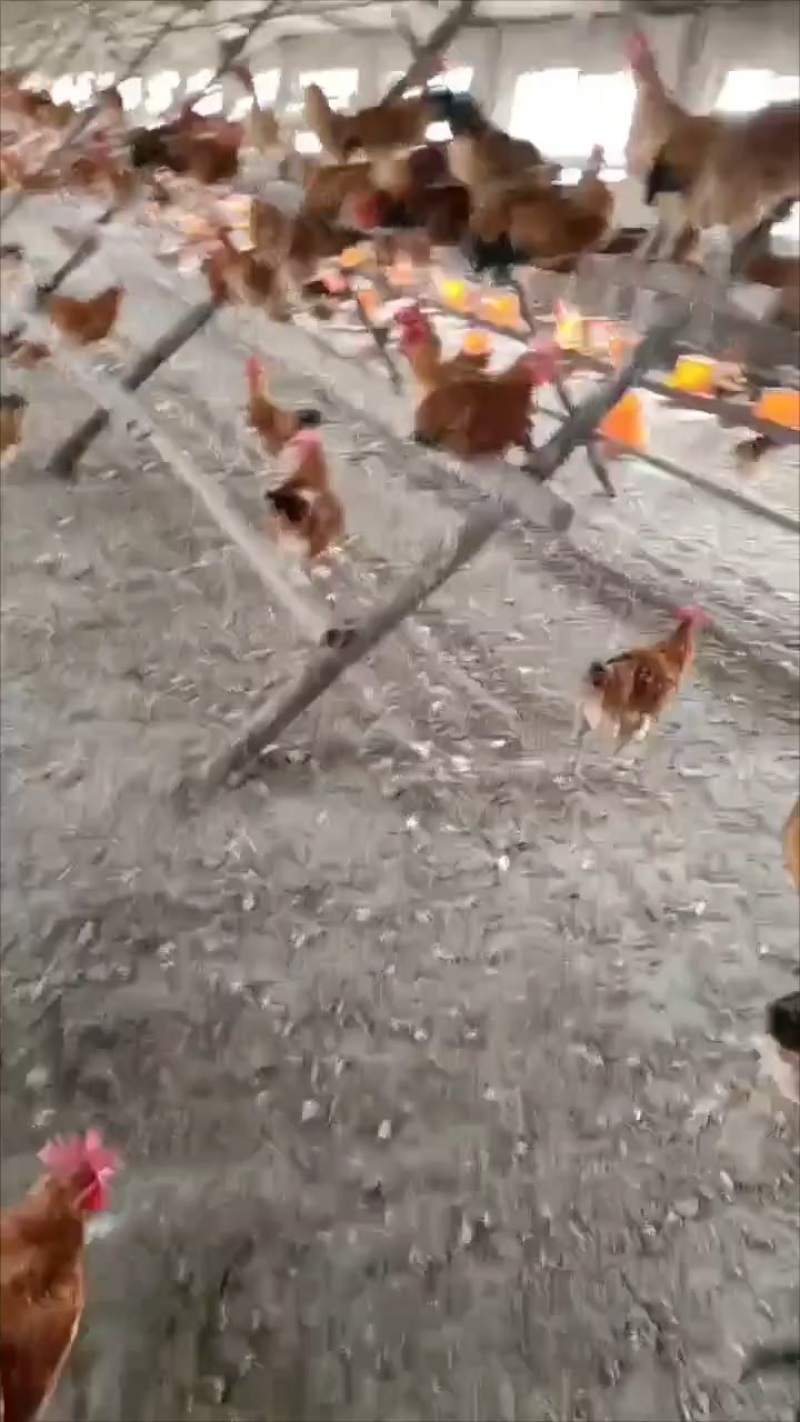 170天小公鸡