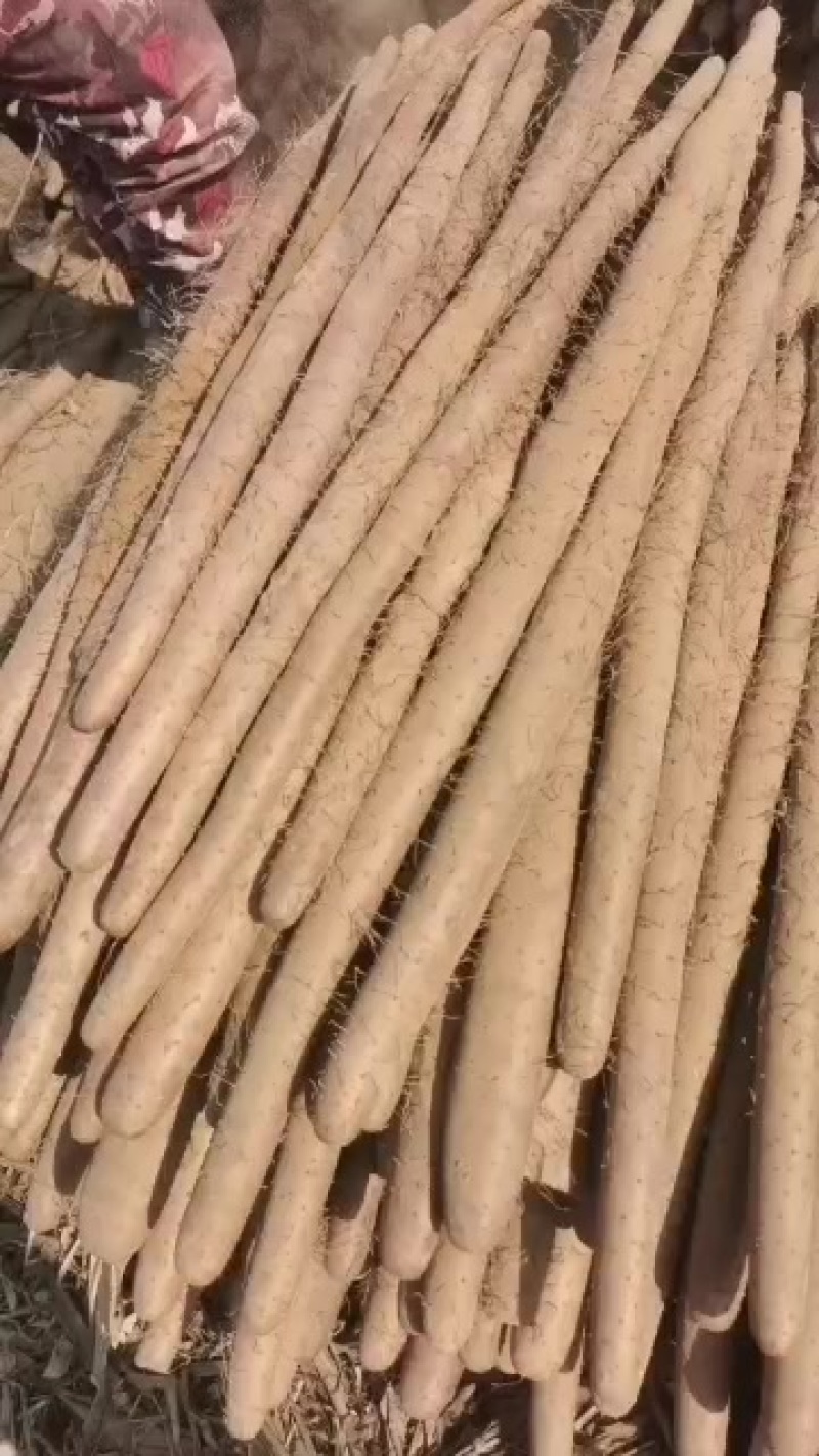 【新鲜白玉山药，产自大名县，品质保证】
