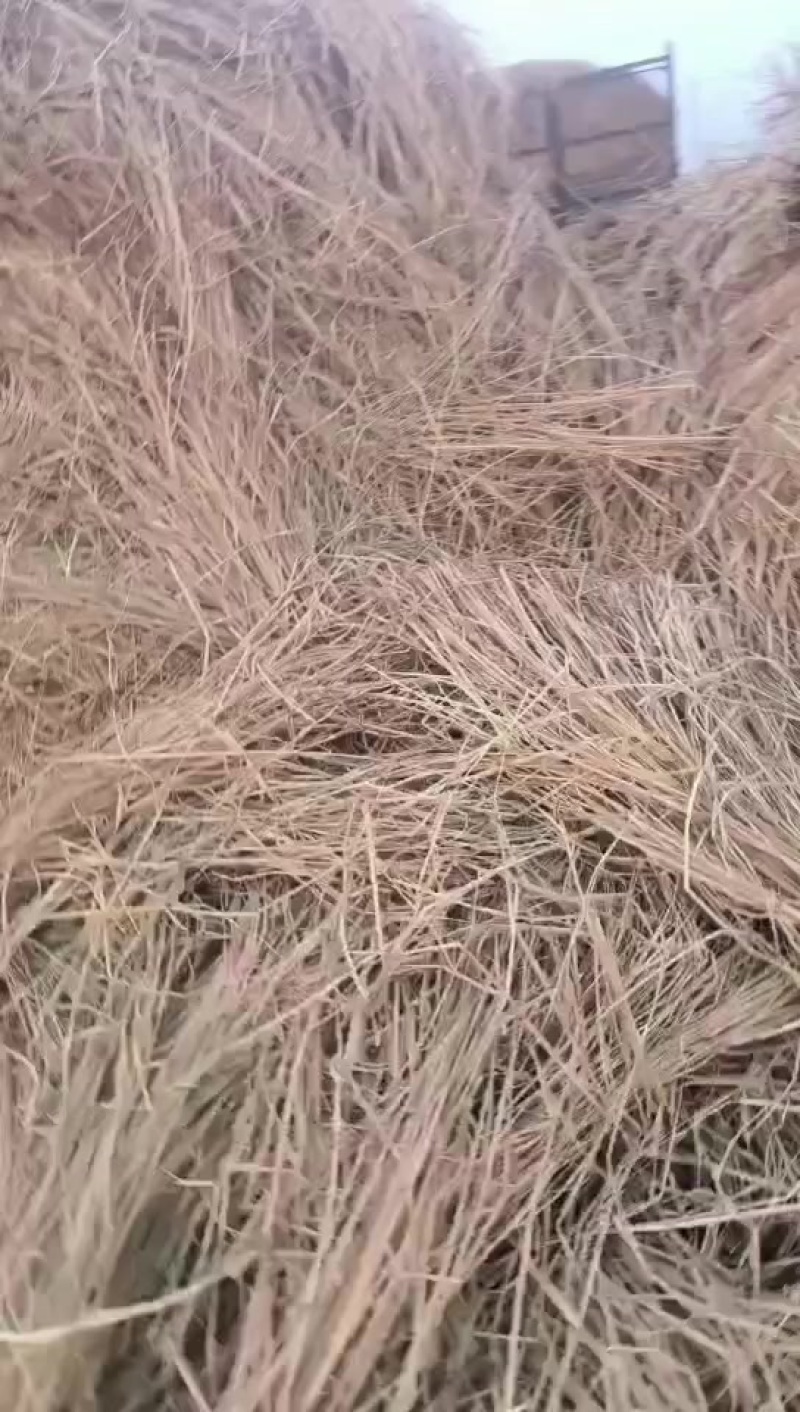 治沙稻草
