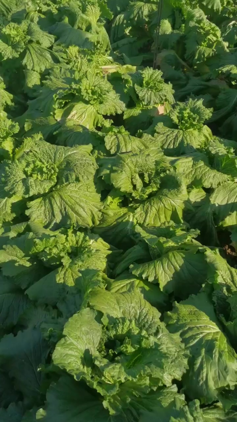 竹筒菜