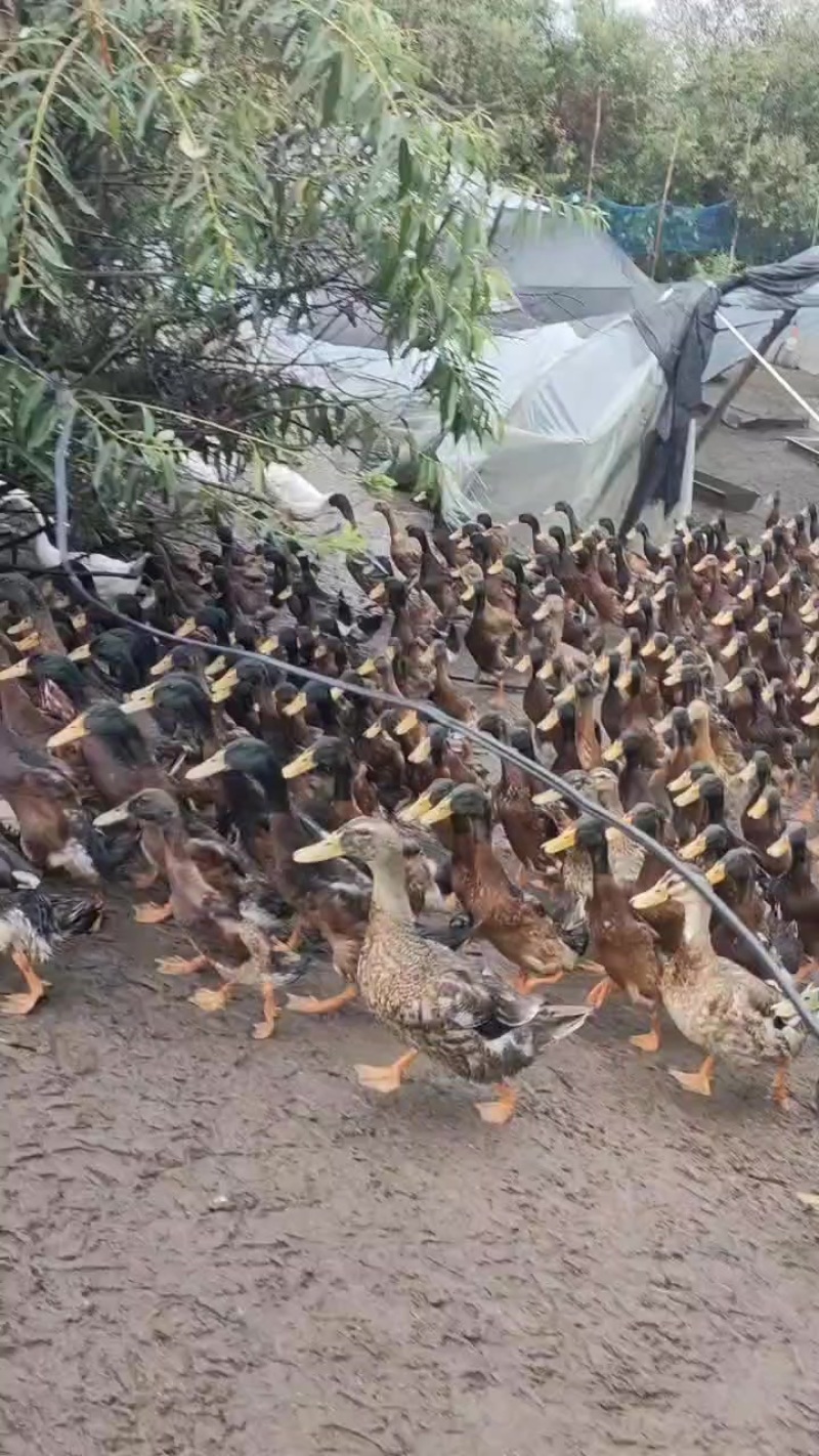 我要卖鸭子