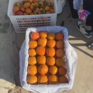 精品巧克力脆柿子，产地直发大量有货，可视频看货