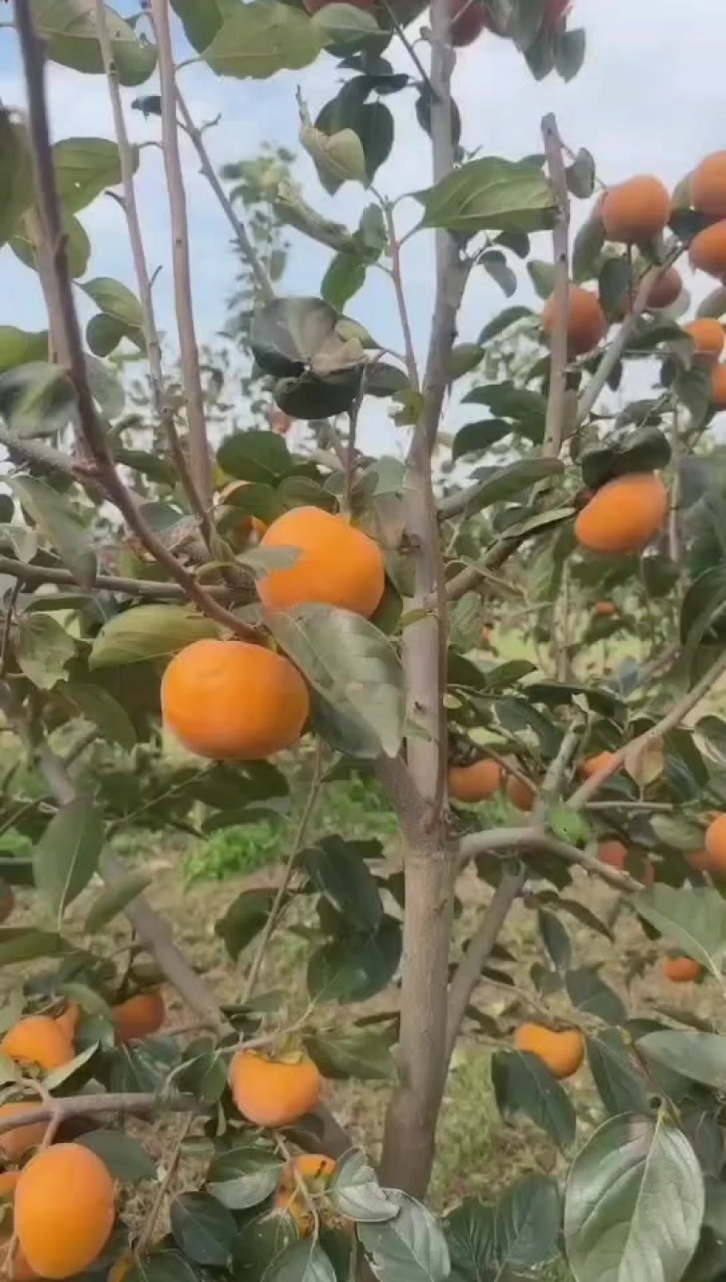 精品巧克力脆柿子，产地直发大量有货，可视频看货