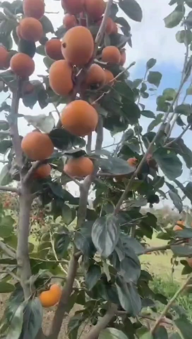 精品巧克力脆柿子，产地直发大量有货，可视频看货