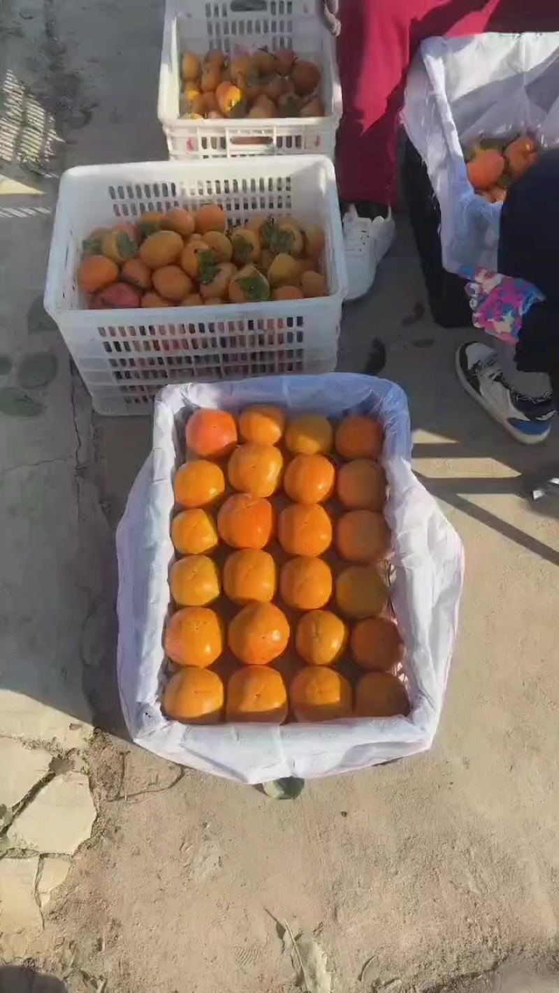 精品巧克力脆柿子，产地直发大量有货，可视频看货