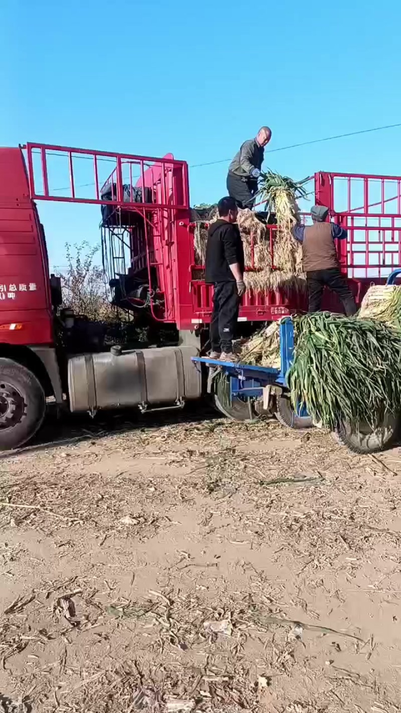 旱地长白大葱，鸡腿葱