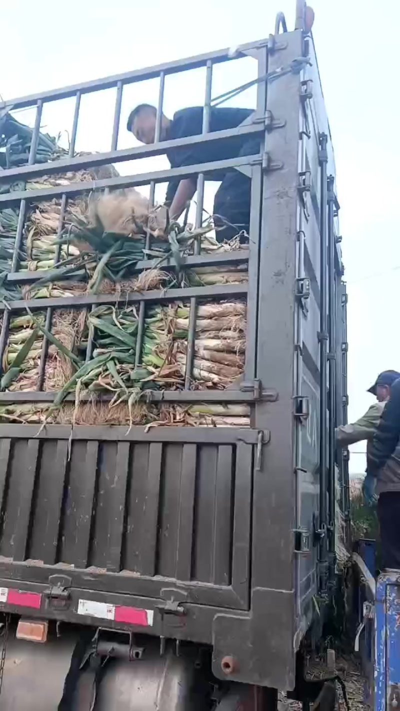 旱地长白大葱，鸡腿葱