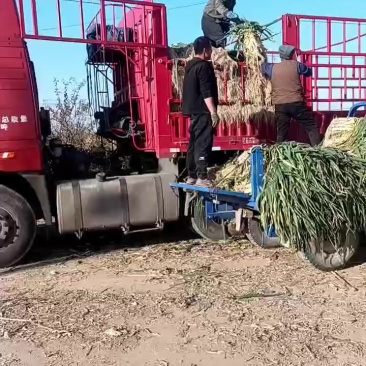 旱地长白大葱，鸡腿葱