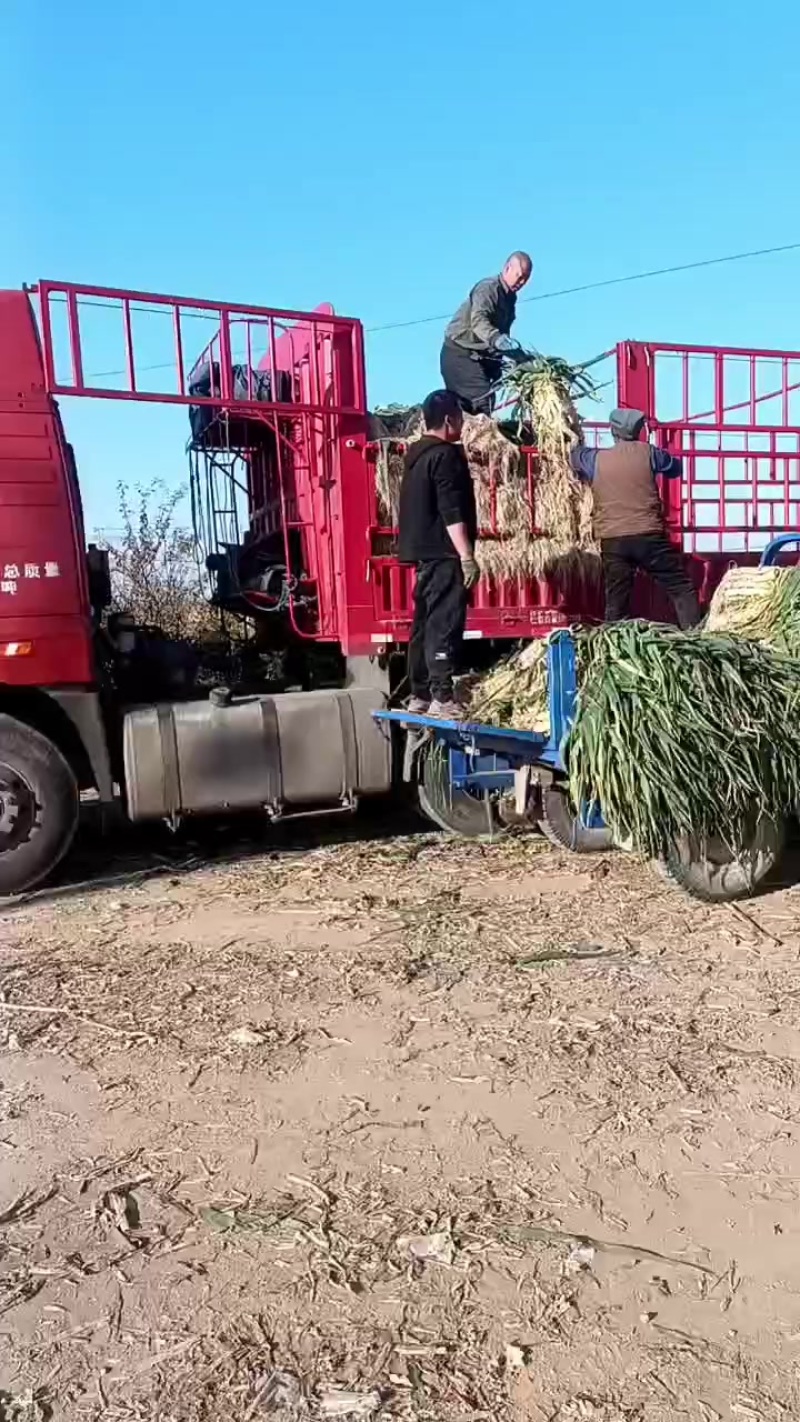 旱地长白大葱，鸡腿葱