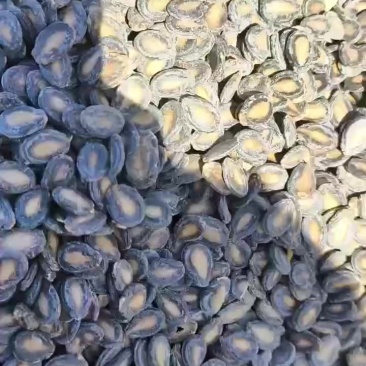 新疆中片西瓜子
