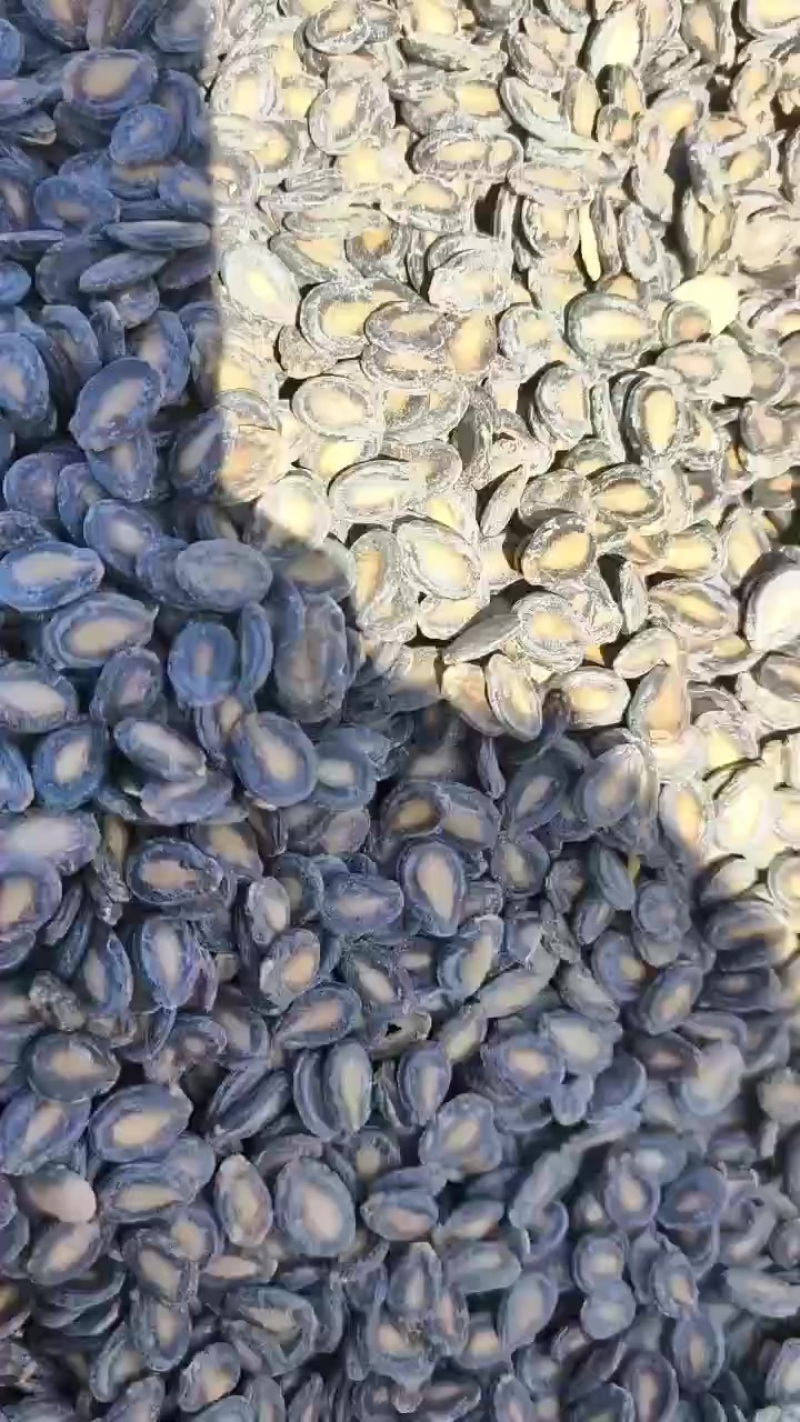 新疆中片西瓜子