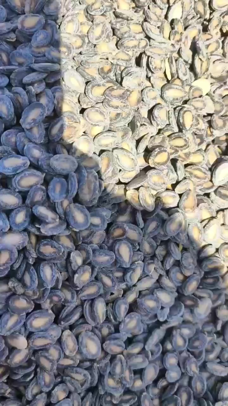 新疆中片西瓜子
