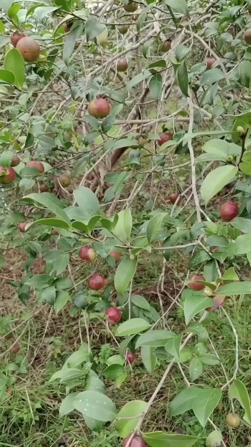 湖南高山油茶果